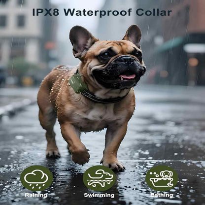 Master Your Dog's Behavior with Ease and Confidence