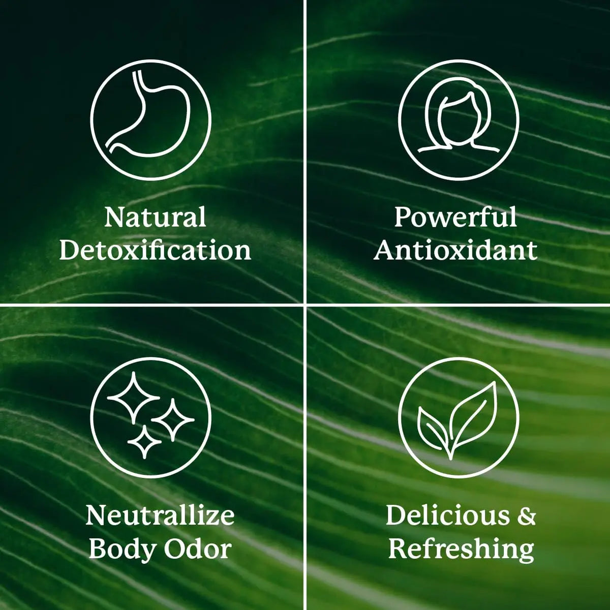 Extra Strength Chlorophyll Lime Twist Sticks for Daily Detox & Fresh Confidence